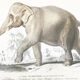 Affiche en couleurs représentant l'éléphant d'Asie
