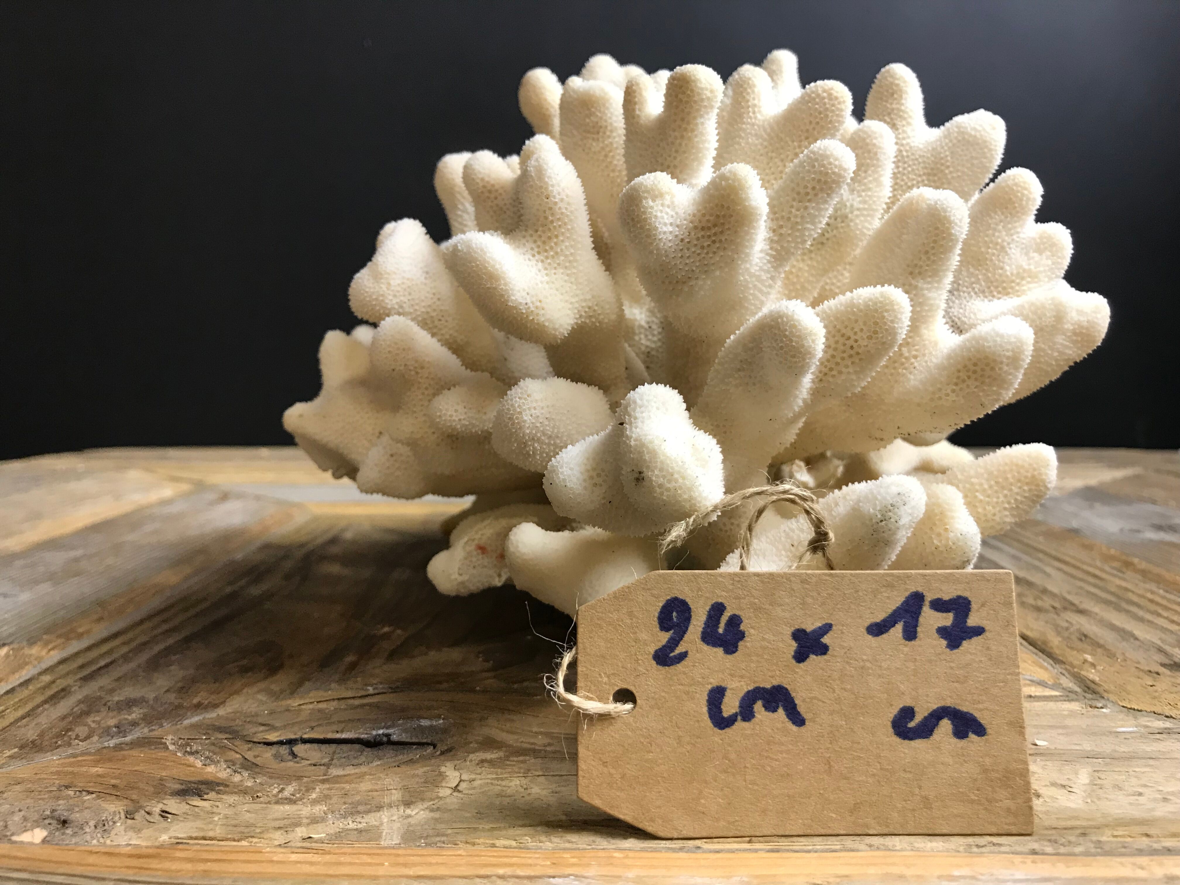 Coral elkhorn 39