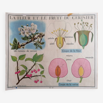 Ancienne affiche ROSSIGNOL botanique La fleur et le fruit du cerisier-La pomme de terre.