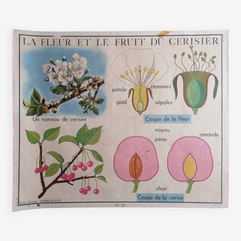 Old ROSSIGNOL botanical poster The flower and fruit of the cherry tree-The potato.