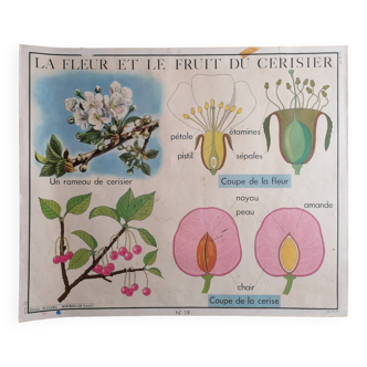 Ancienne affiche ROSSIGNOL botanique La fleur et le fruit du cerisier-La pomme de terre.