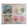 Ancienne affiche ROSSIGNOL botanique La fleur et le fruit du cerisier-La pomme de terre.