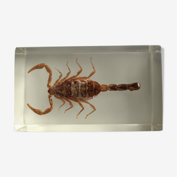 Scorpion inclusion resin