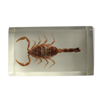 Scorpion inclusion resin