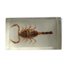 Scorpion inclusion resin
