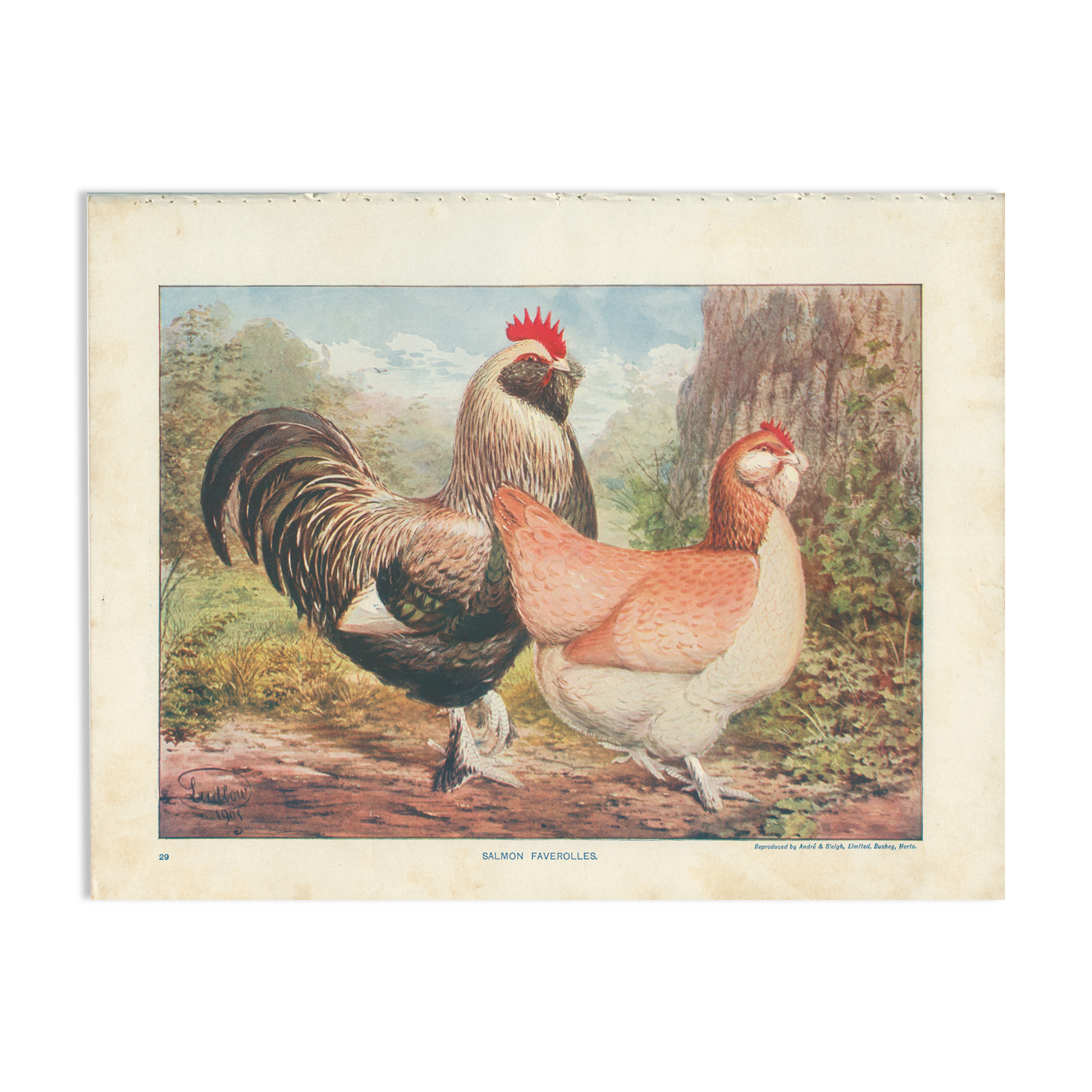 Salmon Faverolles: Natural History Board