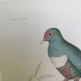 Ancient bird ornithological board