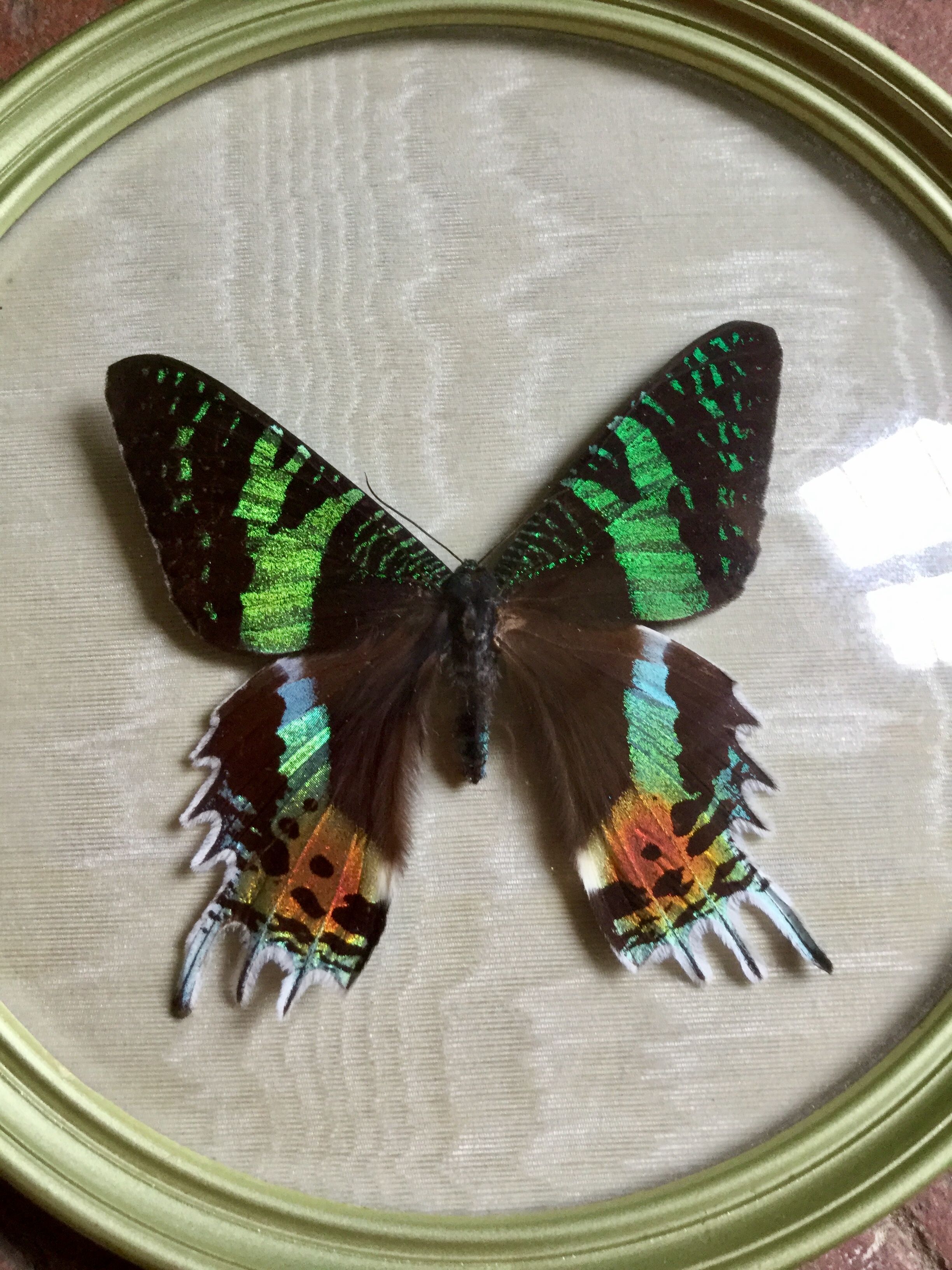 Butterfly bomb round frame