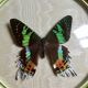Butterfly bomb round frame