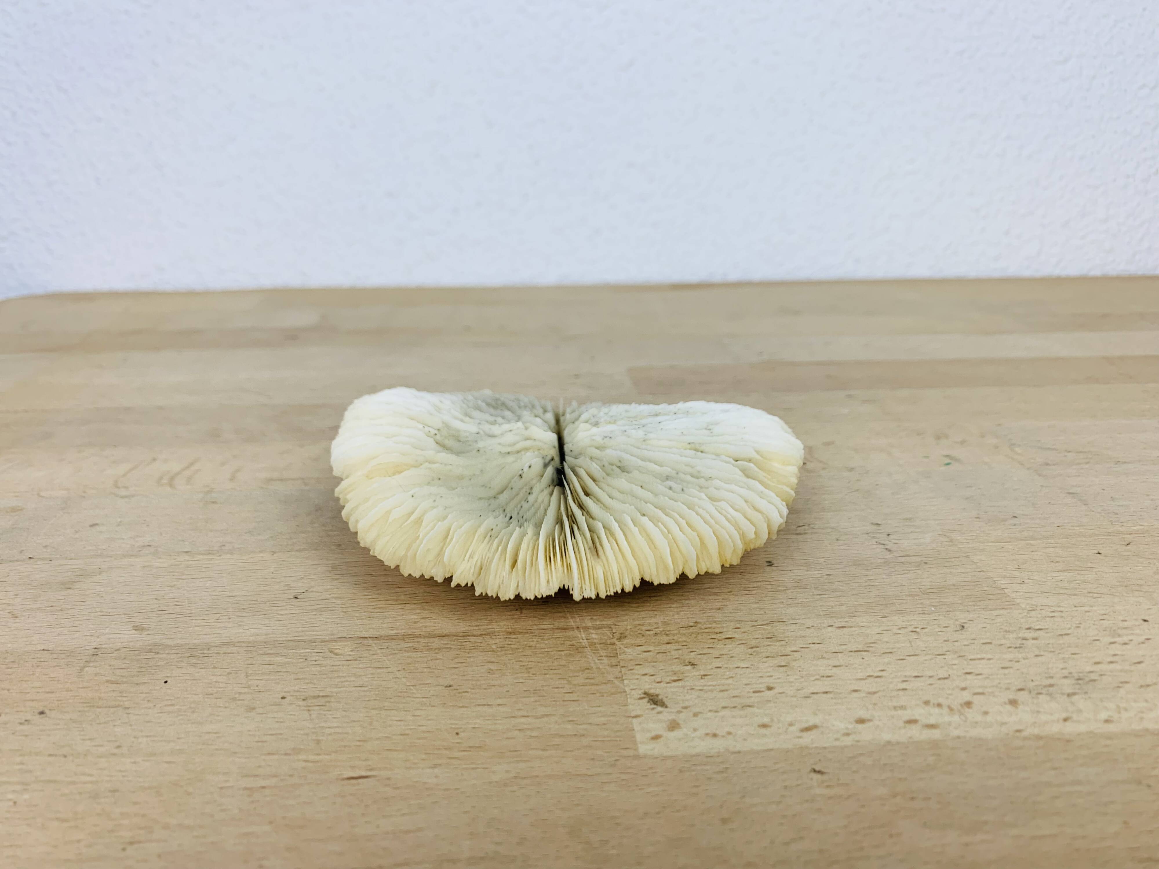 Natural Ancient White Fungia Coral