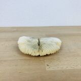 Natural Ancient White Fungia Coral
