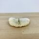 Natural Ancient White Fungia Coral