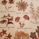Herbarium plank