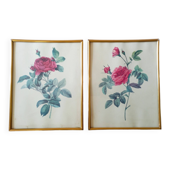 Set of 2 botanical lithographs