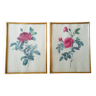 Set of 2 botanical lithographs