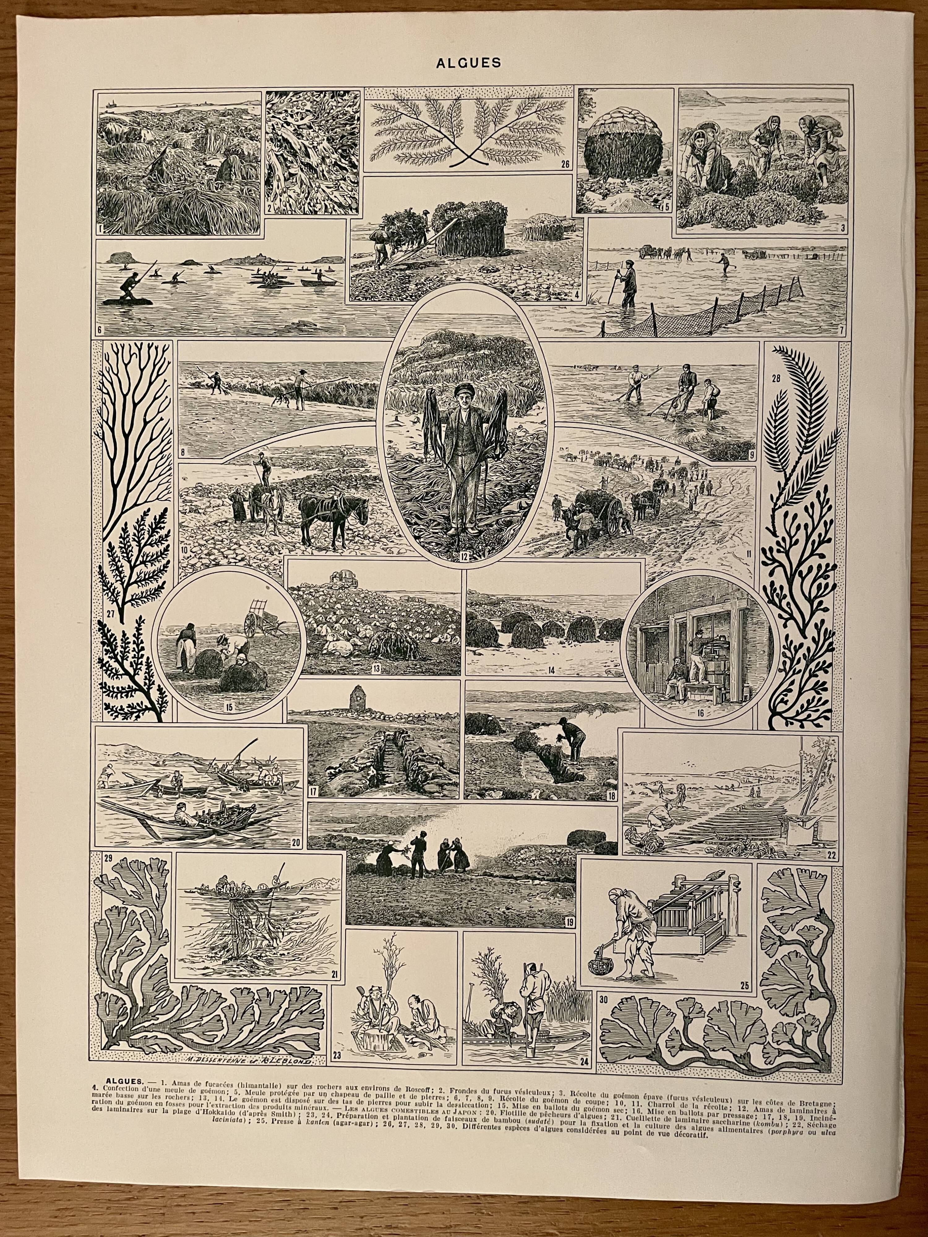 Lithographie sur les algues - 1930