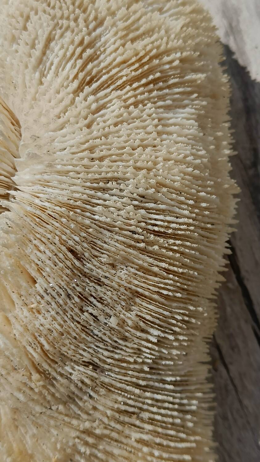 Vintage coral fungia large model