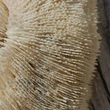 Vintage coral fungia large model