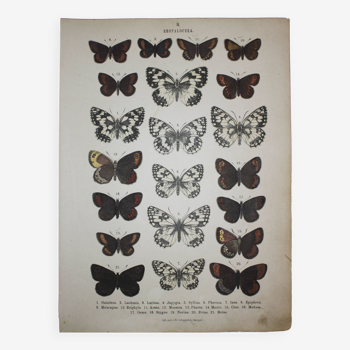 Old engraving of Butterflies - Lithograph from 1887 - Galatha - Original illustration