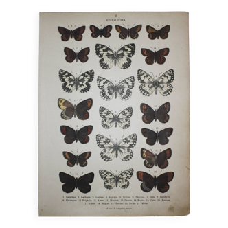 Old engraving of Butterflies - Lithograph from 1887 - Galatha - Original illustration