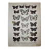 Gravure ancienne de Papillons - Lithographie de 1887 - Galatha - Illustration originale