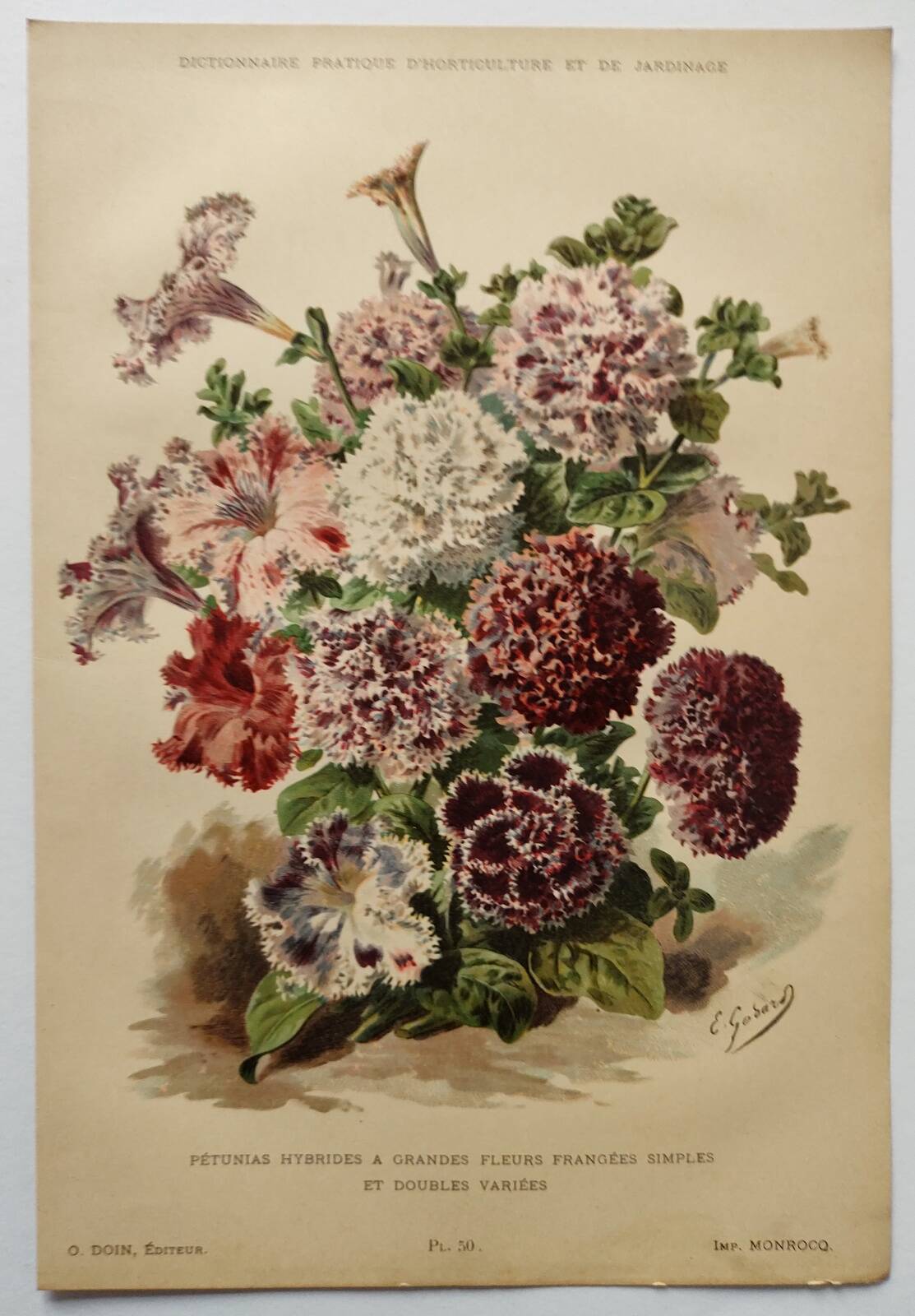 Botanical engraving from 1897 - Hybrid Petunias - Original flower plate