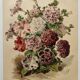Botanical engraving from 1897 - Hybrid Petunias - Original flower plate