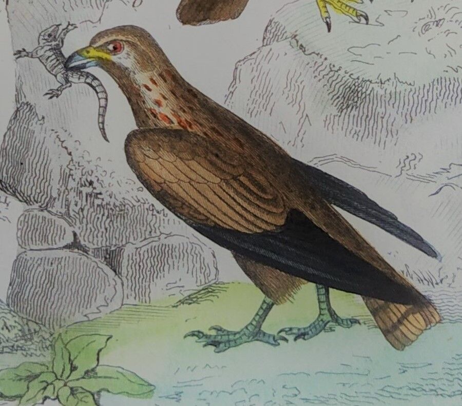 Original ornithological plate "Harrier - Subbuse - &c..." Buffon 1836