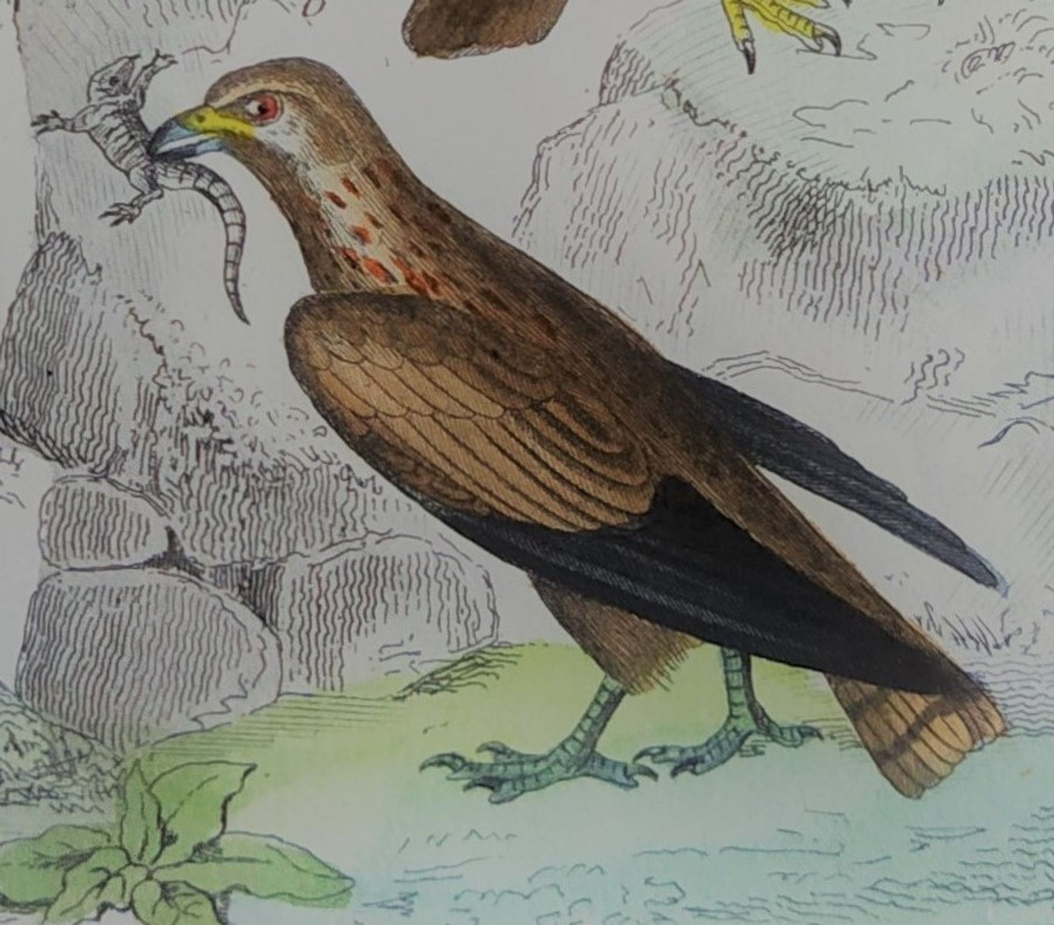 Planche ornithologique originale " Busard - Soubuse - &c... " Buffon 1836