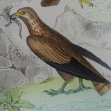 Planche ornithologique originale " Busard - Soubuse - &c... " Buffon 1836