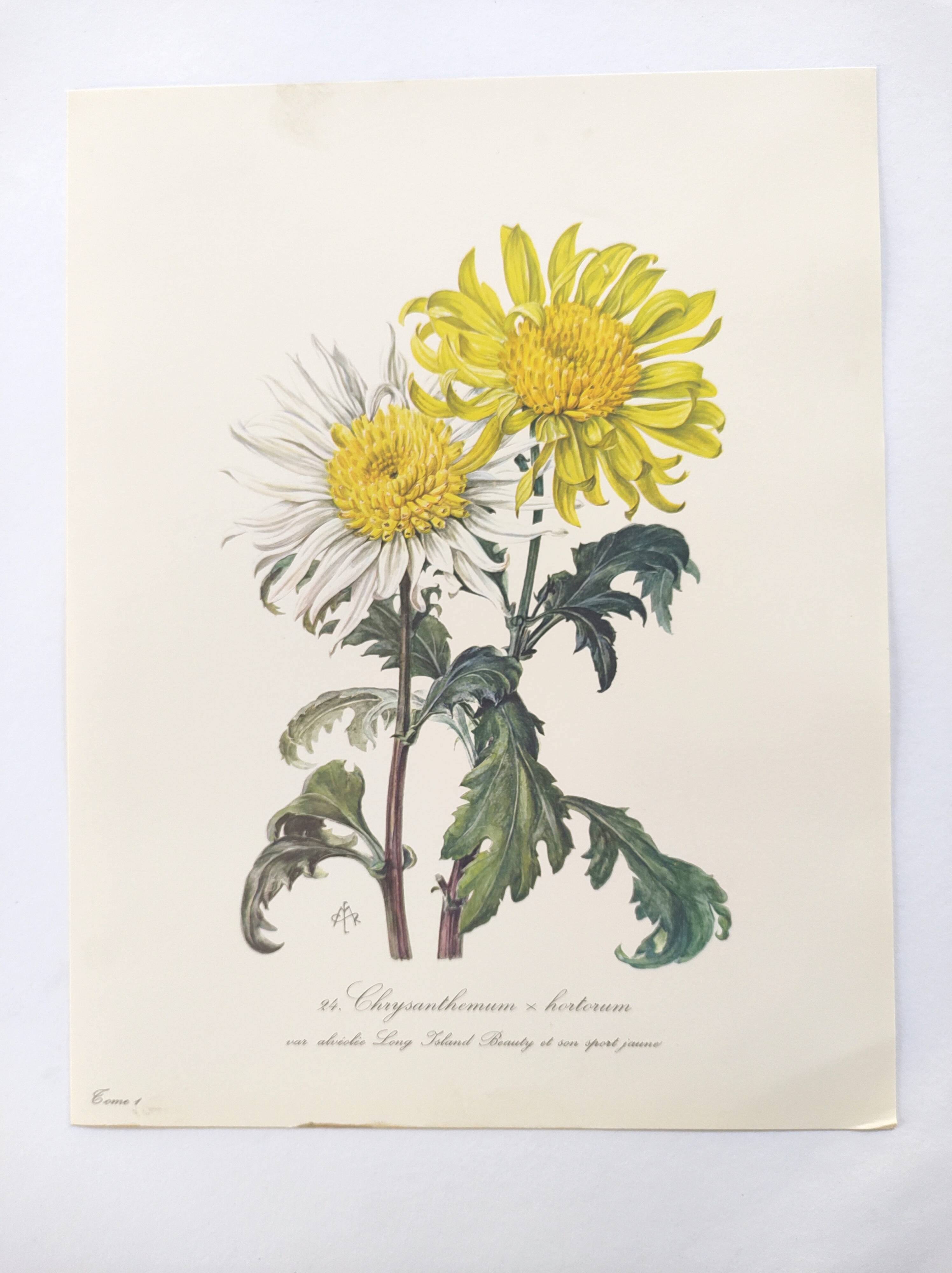 Vintage botanical plate from 1962 - Honeycomb Chrysanthemum - Plant engraving - Watercolor M.Rollinat