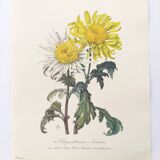 Vintage botanical plate from 1962 - Honeycomb Chrysanthemum - Plant engraving - Watercolor M.Rollinat