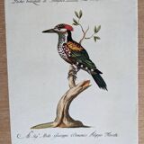 4 bird illustrations