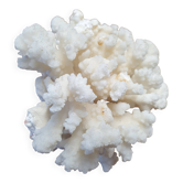 Corail