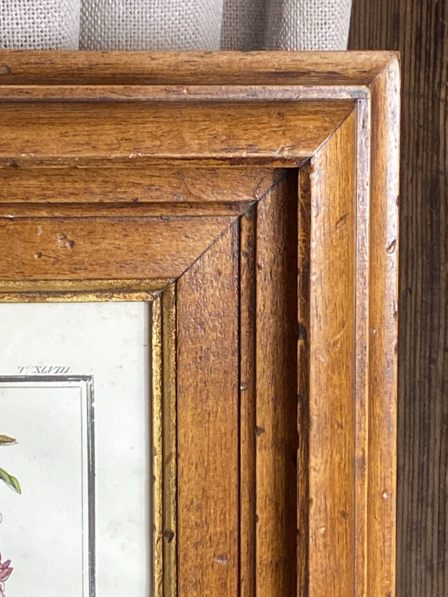 Framed botanical print, Atropa Belladonna