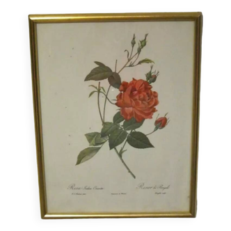 Small Golden Red Rose Frame