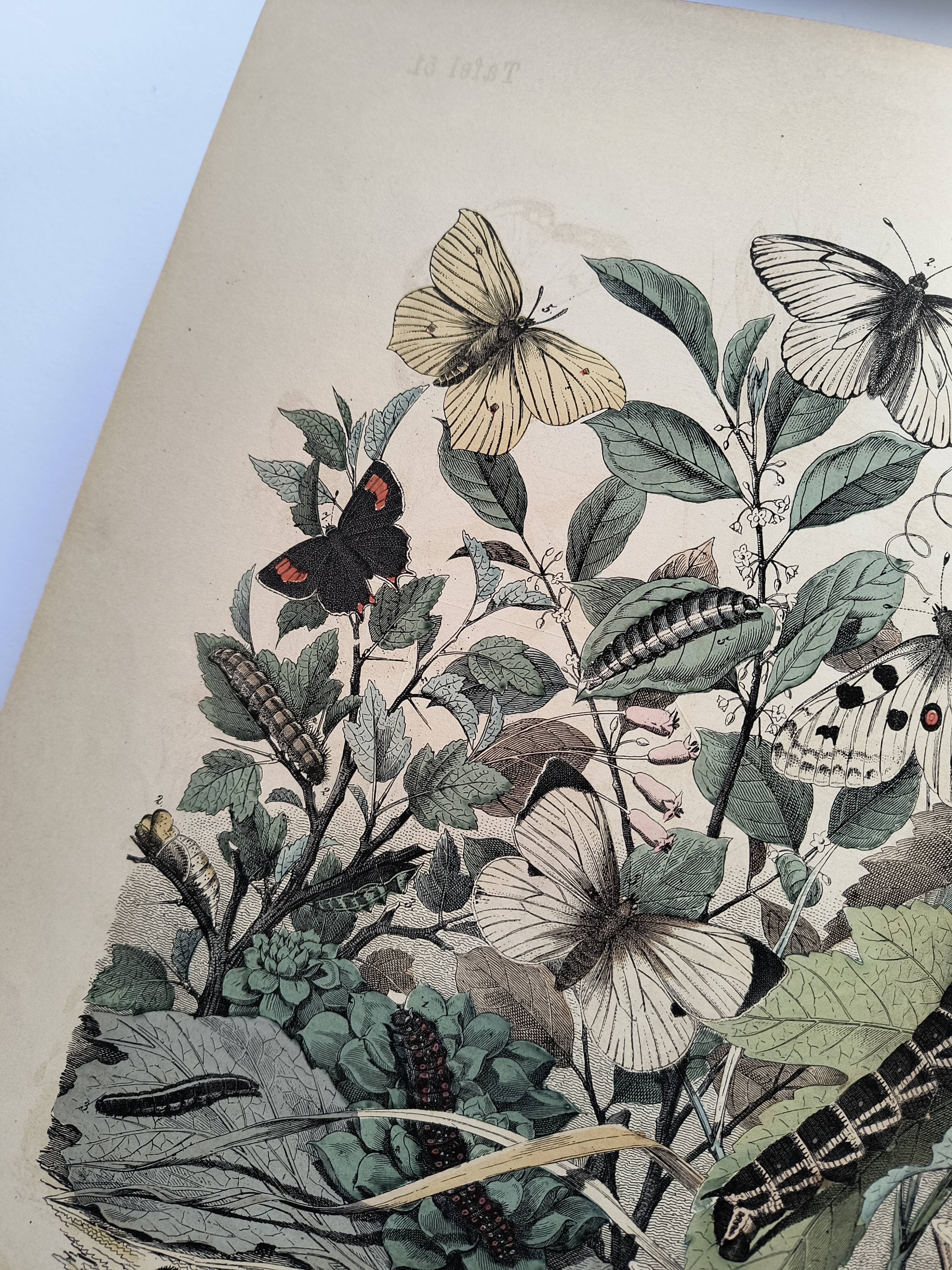 Antique engraving, 1886 - European Butterflies (3). 19th-century chromolithograph