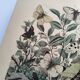 Gravure ancienne  1886 - Papillons européens (3). Chromo lithographie XIX