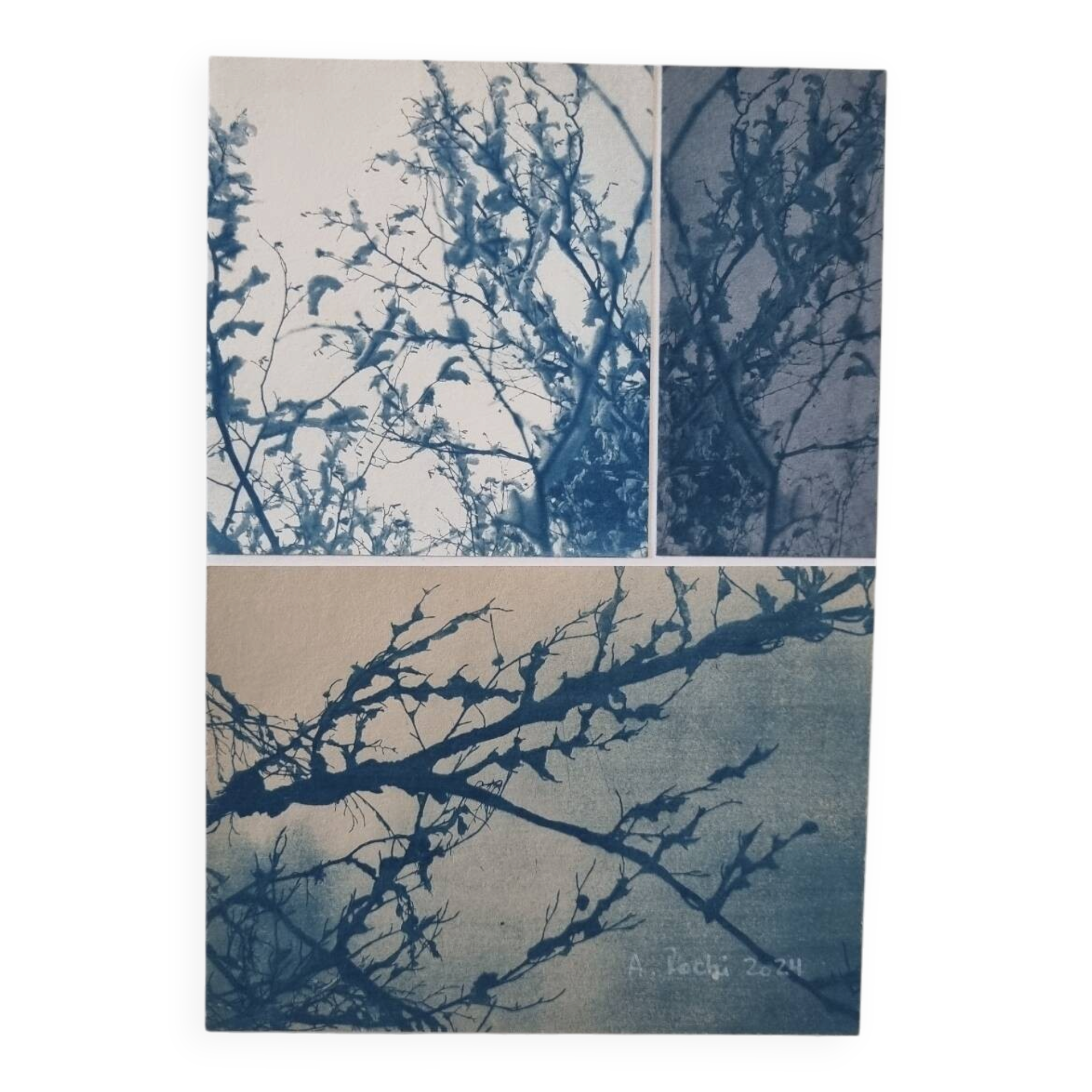 Cyanotype photographique