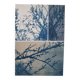 Cyanotype photographique