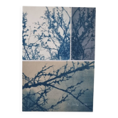 Cyanotype photographique