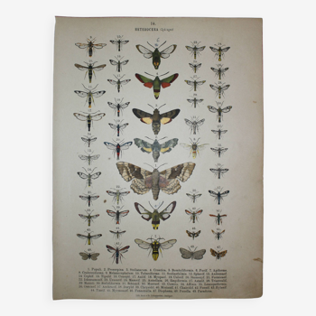 Gravure de Papillons et insectes de 1887 - Lithographie - Populi - Illustration ancienne