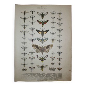 Gravure de Papillons et insectes de 1887 - Lithographie - Populi - Illustration ancienne