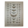 Engraving of Butterflies and insects from 1887 - Lithograph - Populi - Old illustration