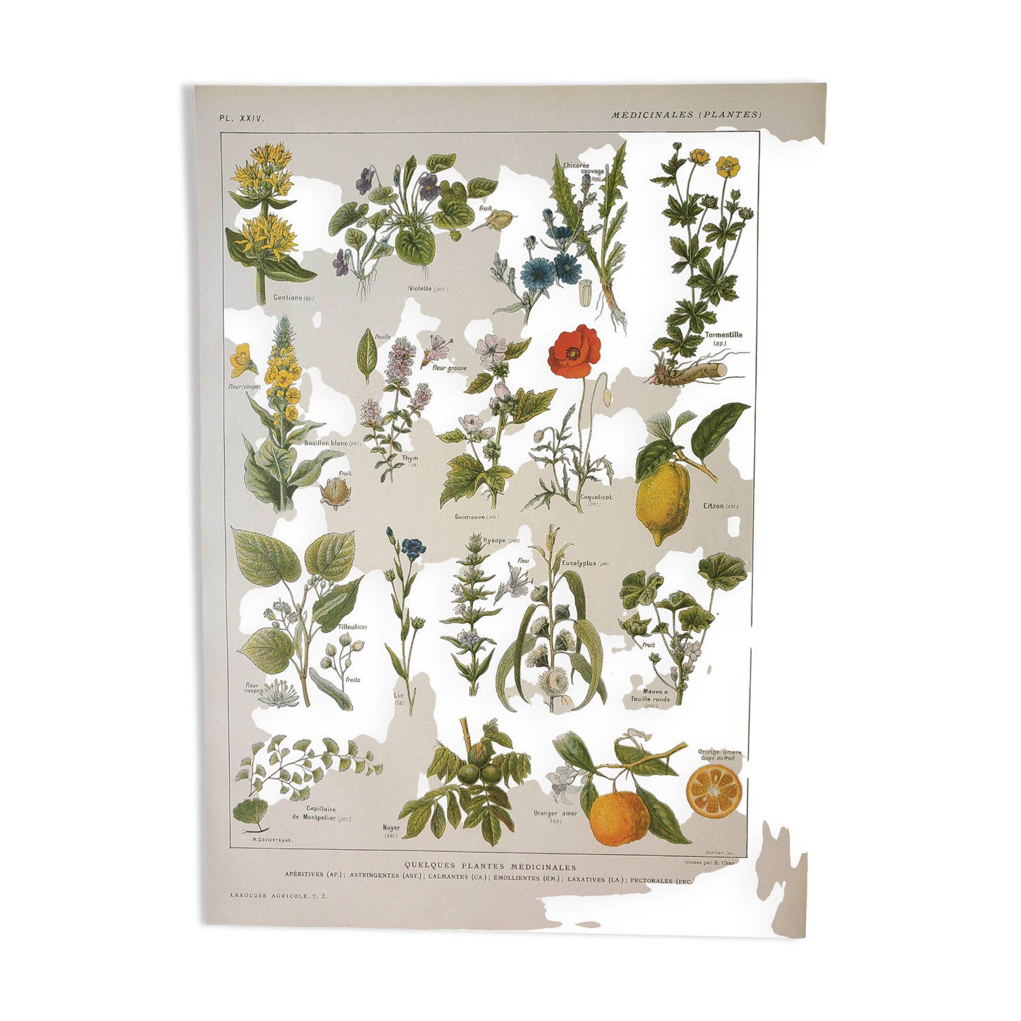 Old lithograph 1922, Medicinal plants 1, flowers and plants, flora • Engraving, illustration