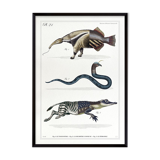 3 chimeras lithograph animal engraving