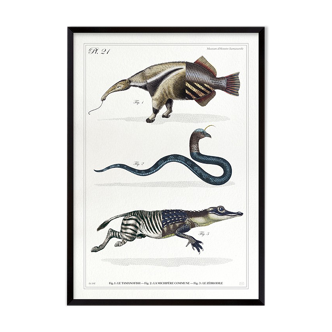 3 chimeras lithograph animal engraving