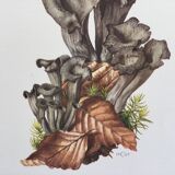Botanical illustration "mushrooms", 1960s
