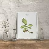 Botanical board walnut