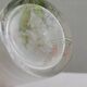 Enameled glass vase 1900